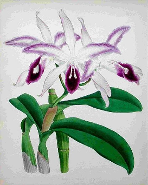 Opulent Orchids 08 - 44 x A4 Pages