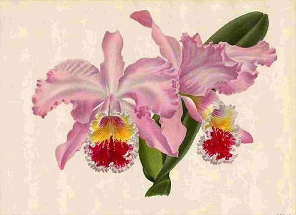 Opulent Orchids 09 - 44 x A4 Pages