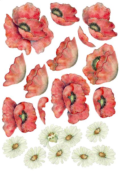Poppies & Daisies ALL 3 SET - 72 x A4 Pages to DOWNLOAD