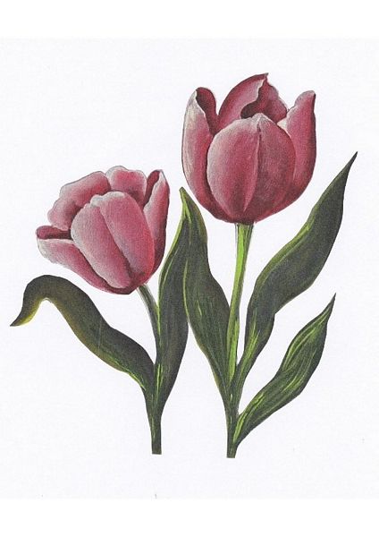 Red Tulips - 25 Pages to Download