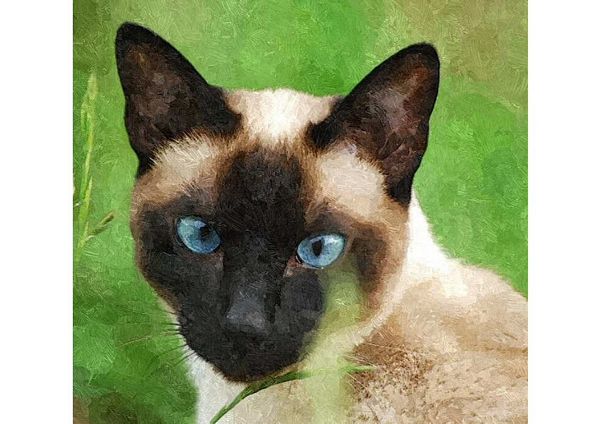Siamese Cat Set - 4 Pages Download