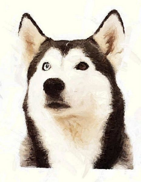 Hand Painted Effect Siberian Husky Download - 14 Pages