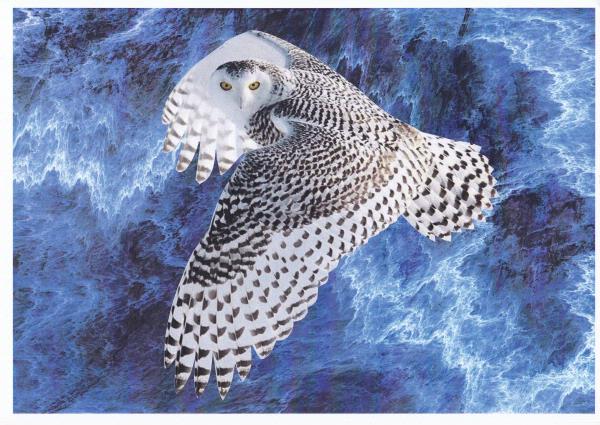 Snow Owl Set Download - 47 Pages to Download