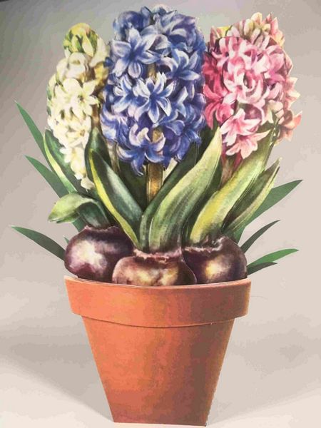 Spring Hyacinth Flowers Set - 25 Pages to Download