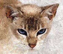 Hand Painted Effect Tonkinese Cat Set Download - 21 Pages