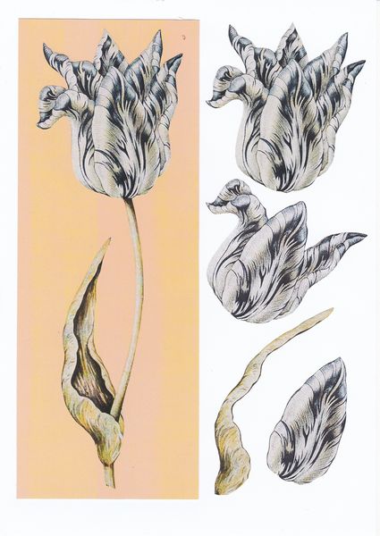 Spring Tulip Set 03 - 66 Pages to Download