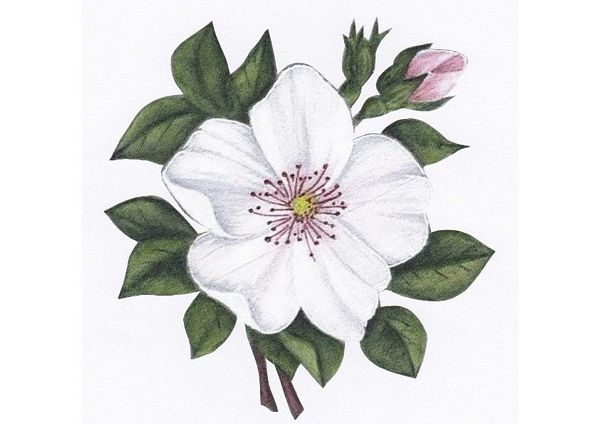 Delicate White Flower Download - 31 Pages