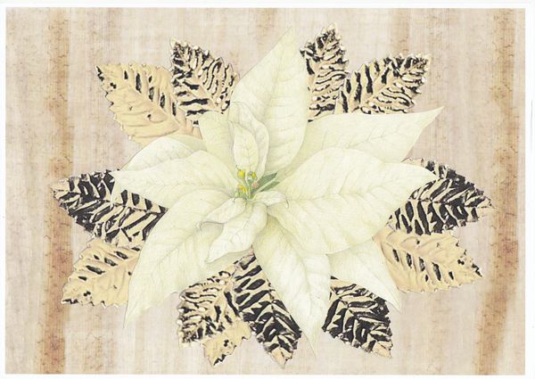 White Poinsettia Set - 58 Pages to Download