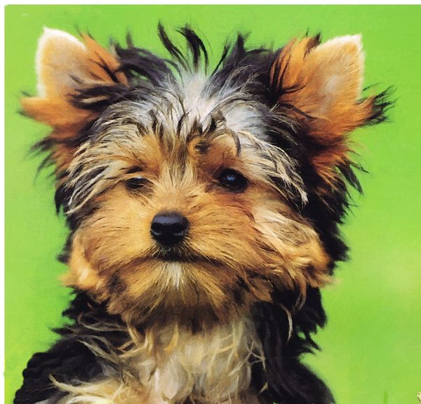 Hand Painted Effect Yorkshire Terrier Puppy Set - 14 Pages