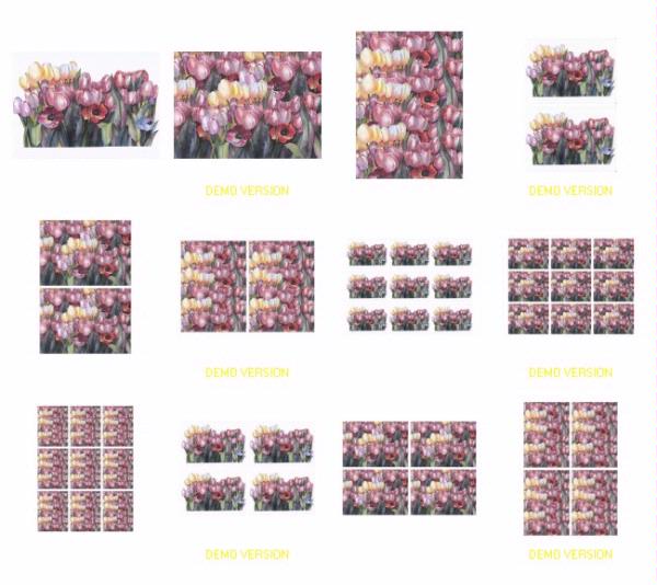 Tantalising Tulips Download - 4 Sizes - 12 Pages